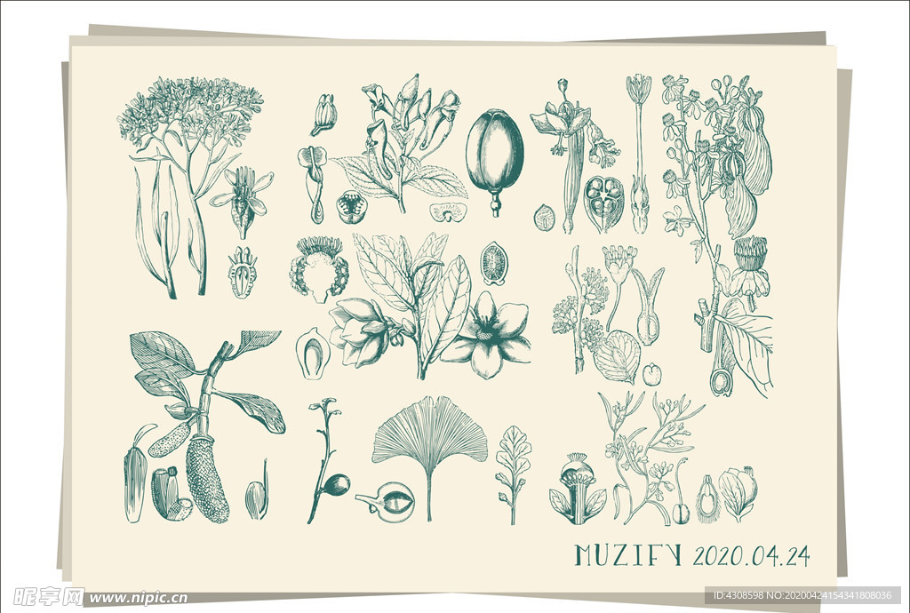 10款入植物手绘稿