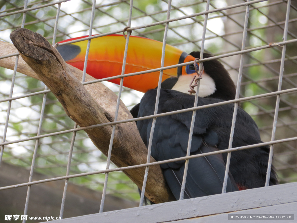 巨嘴鸟空山鸟语图片