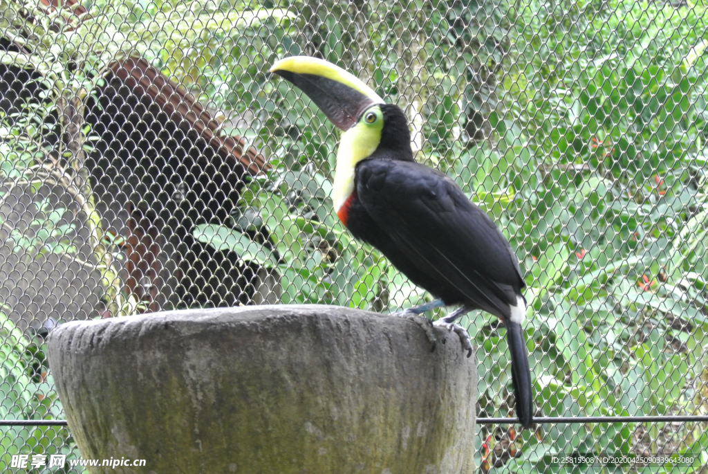 巨嘴鸟空山鸟语图片