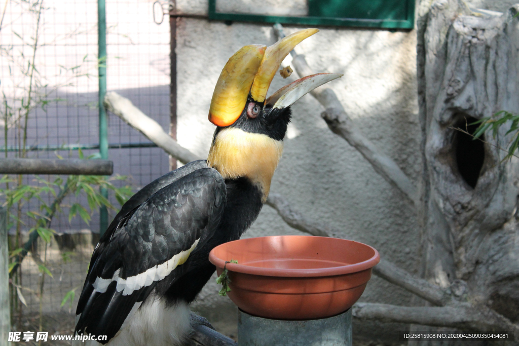 巨嘴鸟空山鸟语图片