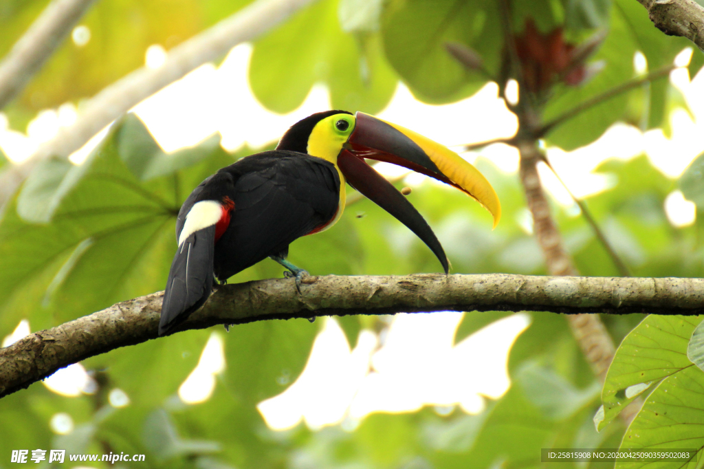 巨嘴鸟空山鸟语图片