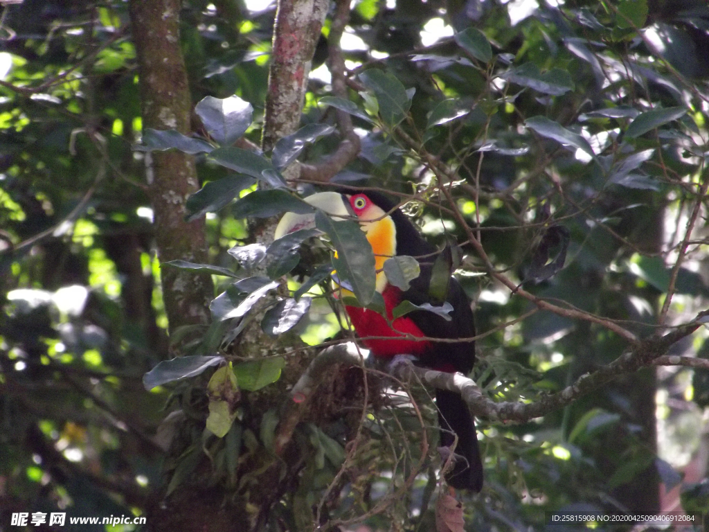 巨嘴鸟空山鸟语图片