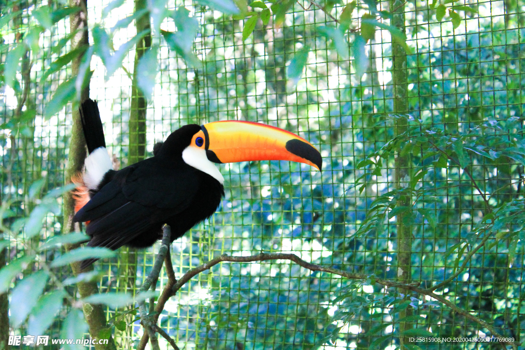 巨嘴鸟空山鸟语图片