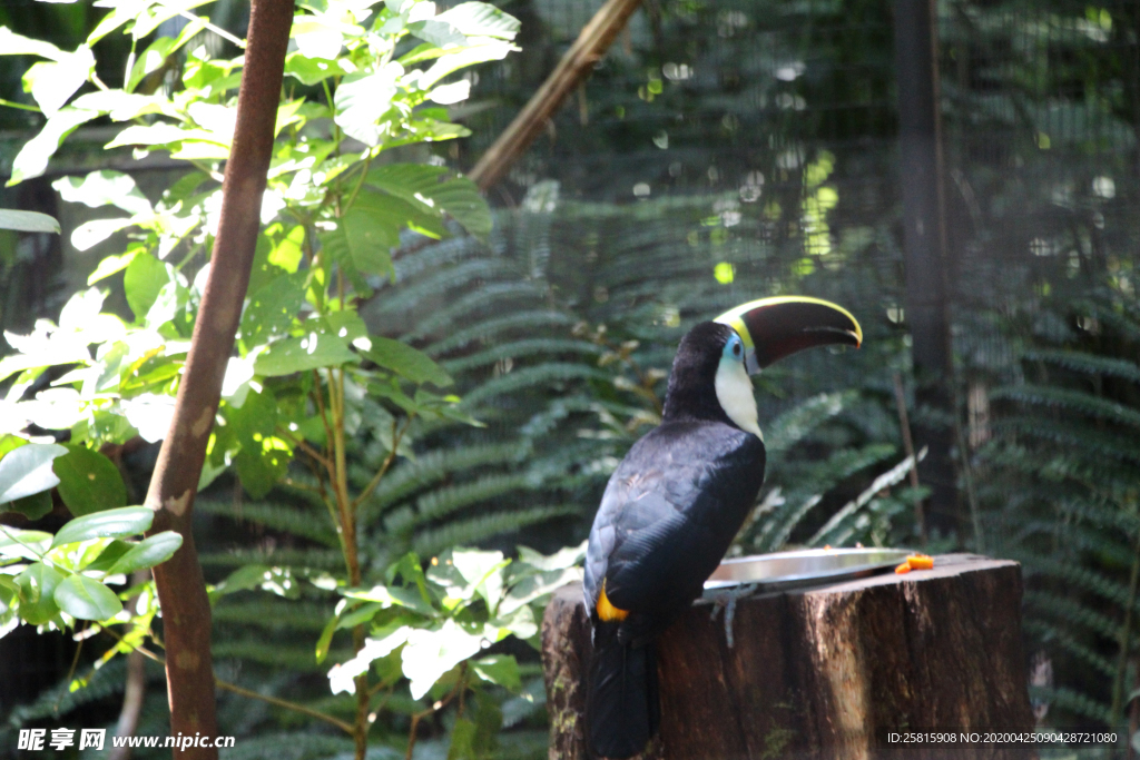 巨嘴鸟空山鸟语图片