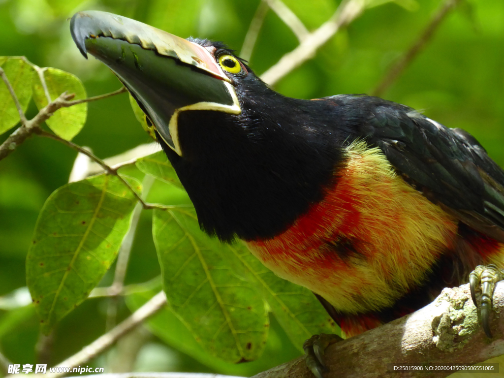 巨嘴鸟空山鸟语图片
