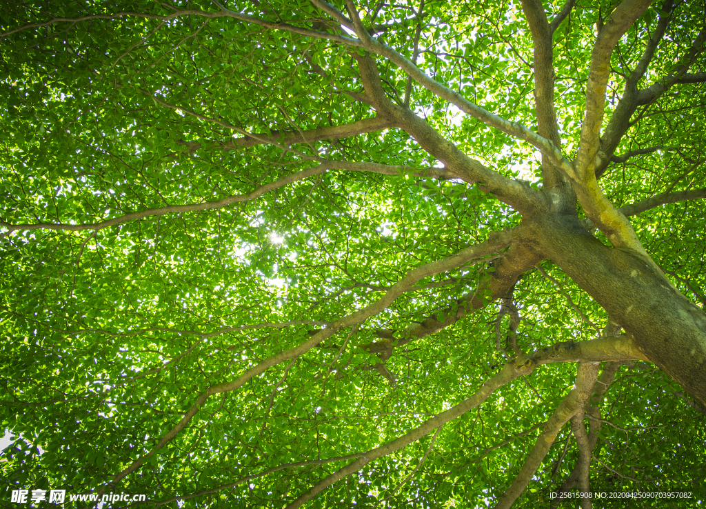 枝繁叶茂的树木