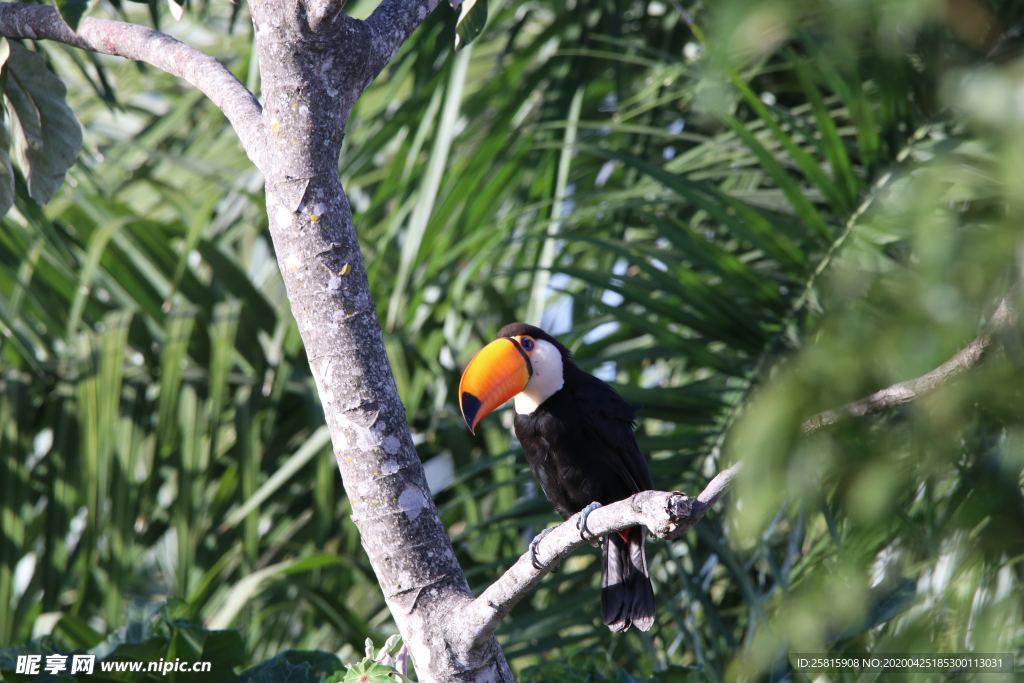 巨嘴鸟空山鸟语图片