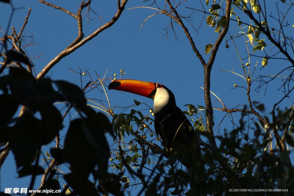 巨嘴鸟空山鸟语图片
