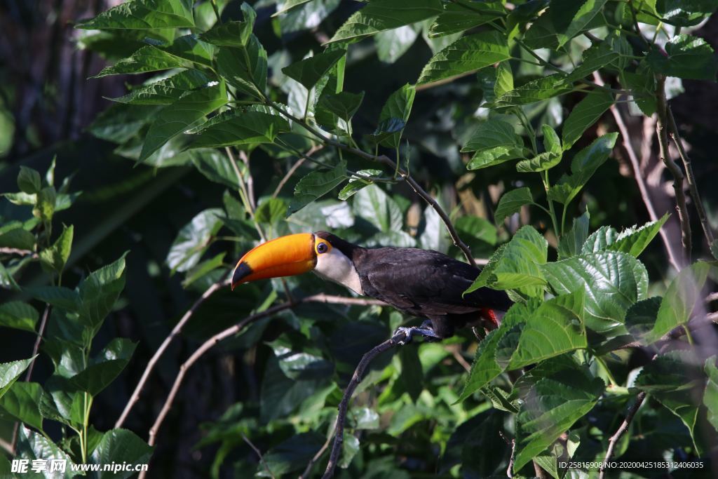 巨嘴鸟空山鸟语图片