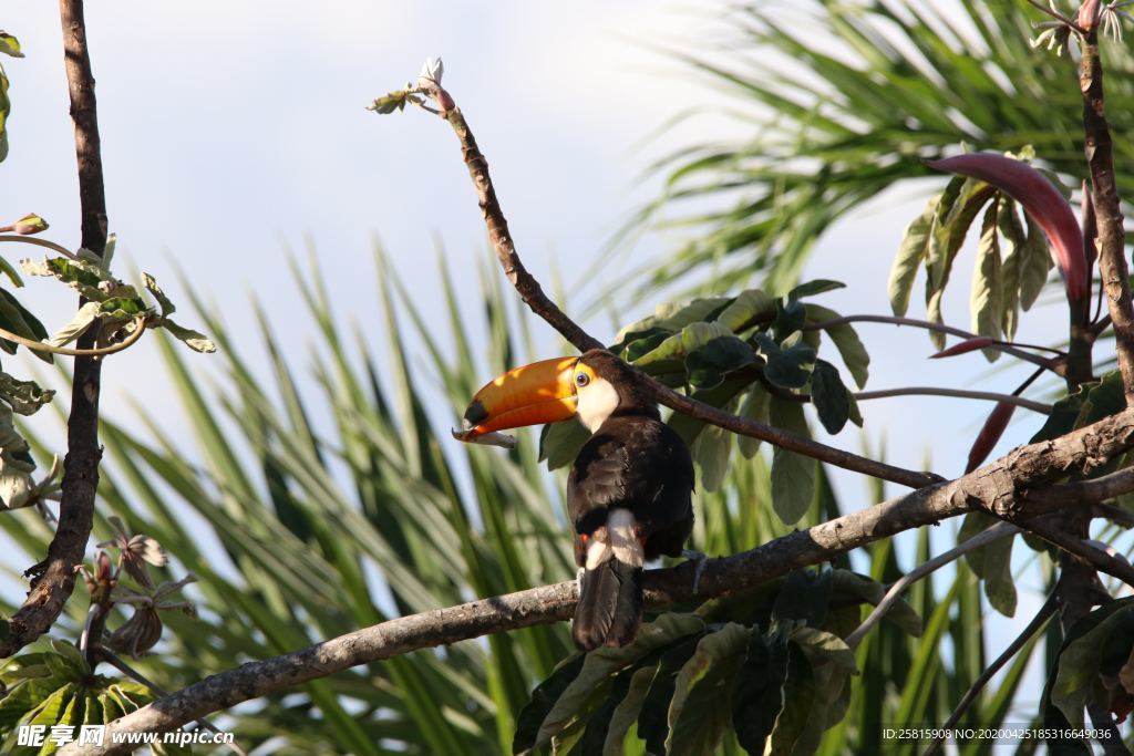 巨嘴鸟空山鸟语图片