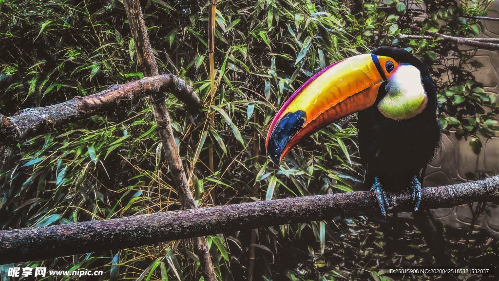 巨嘴鸟空山鸟语图片