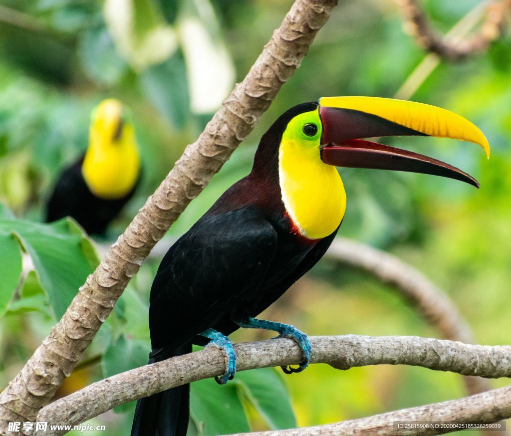 巨嘴鸟空山鸟语图片