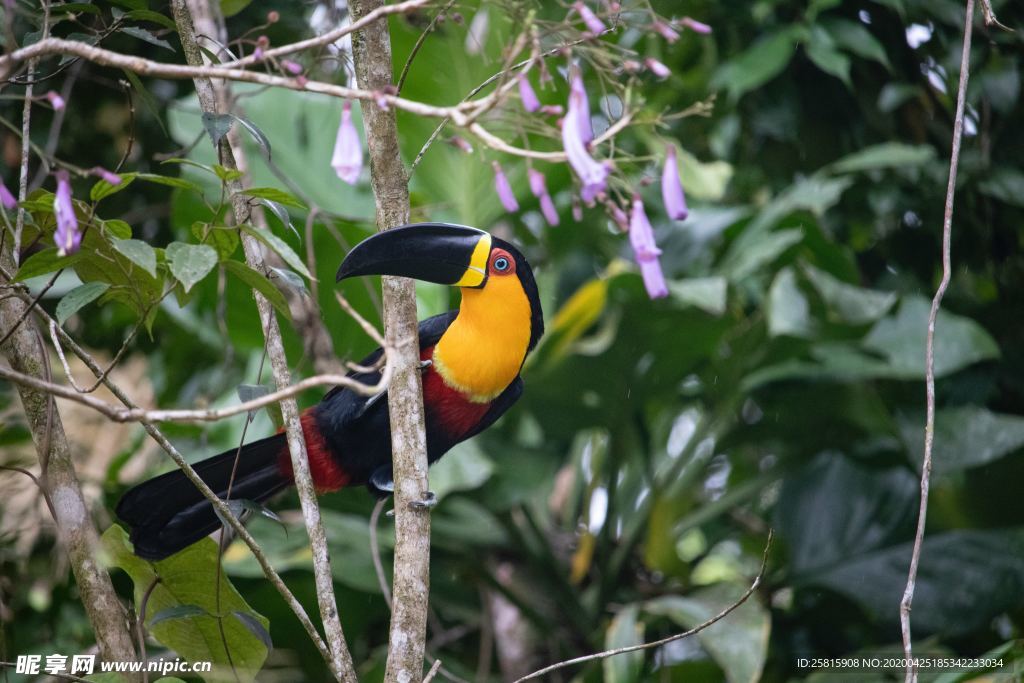 巨嘴鸟空山鸟语图片