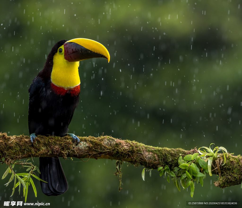 巨嘴鸟空山鸟语图片