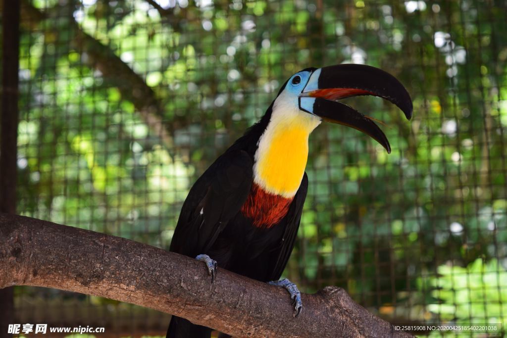 巨嘴鸟空山鸟语图片