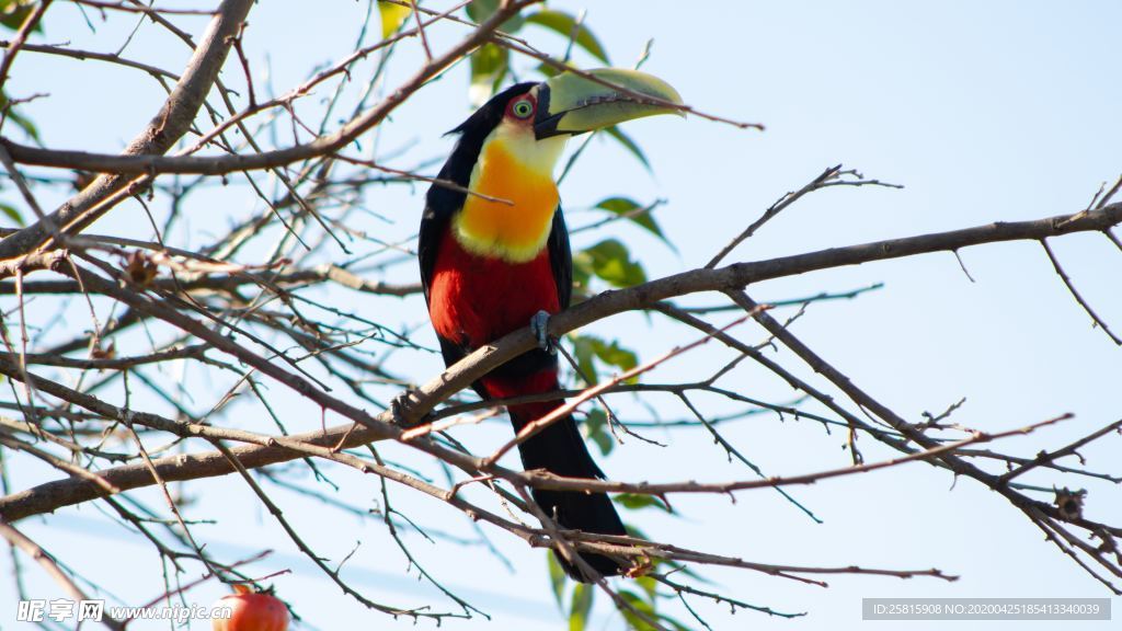 巨嘴鸟空山鸟语图片
