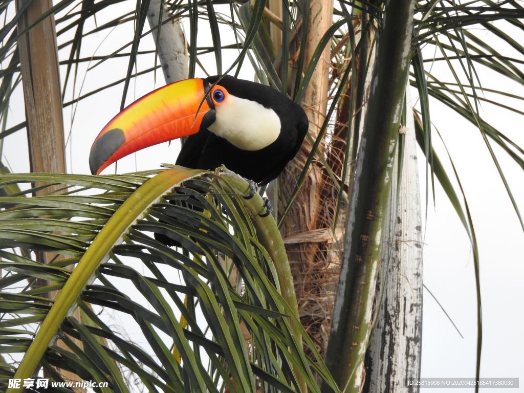 巨嘴鸟空山鸟语图片