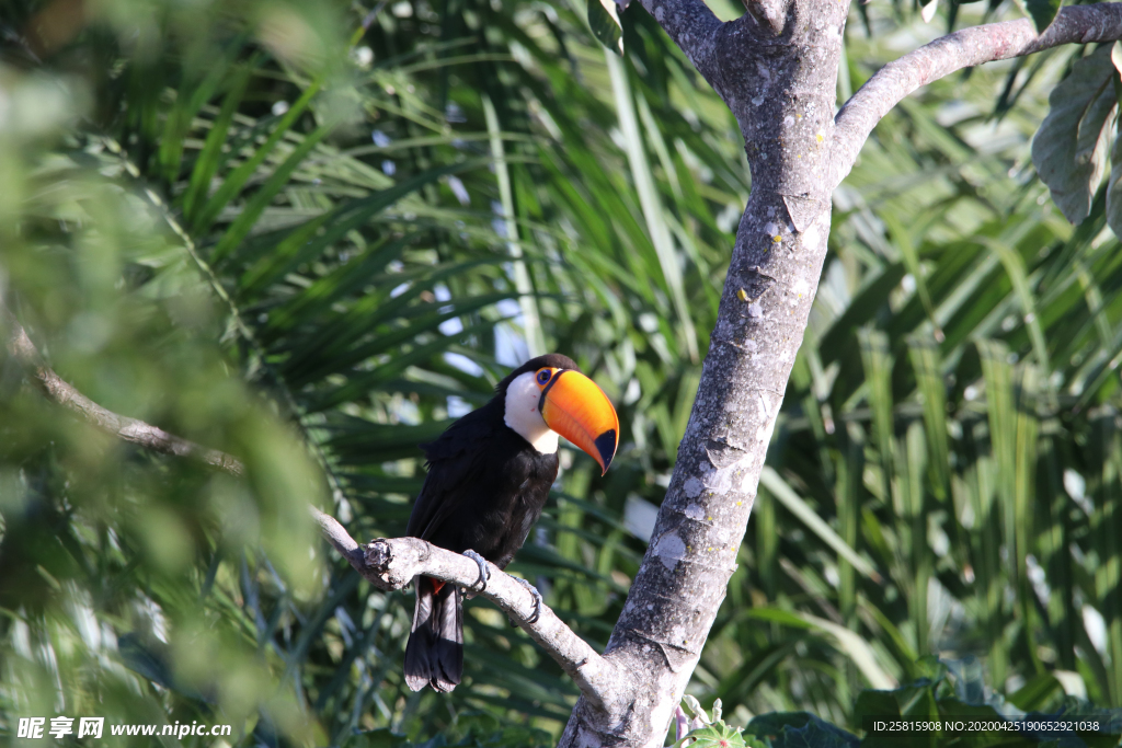 巨嘴鸟空山鸟语图片