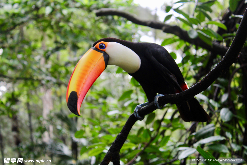 巨嘴鸟空山鸟语图片