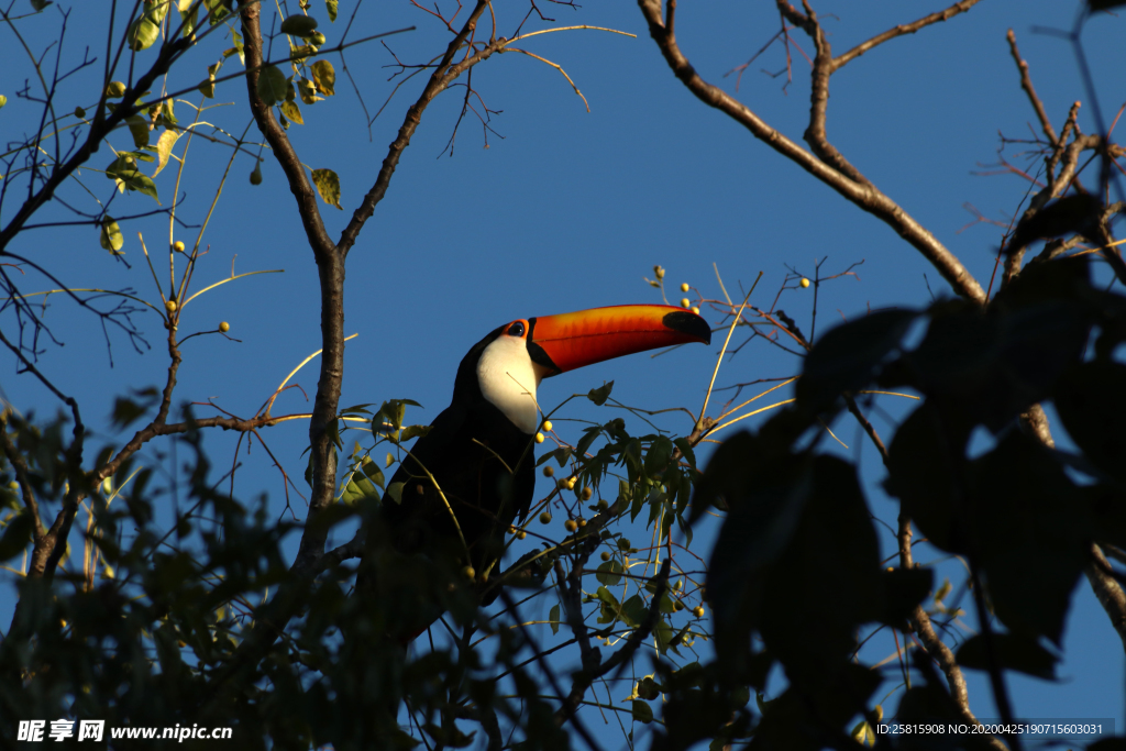巨嘴鸟空山鸟语图片
