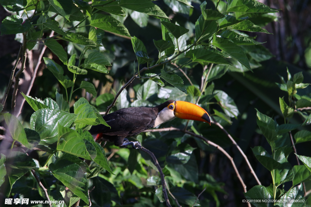 巨嘴鸟空山鸟语图片