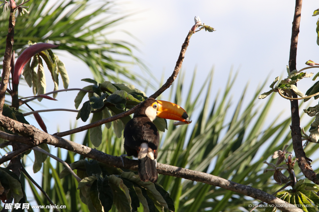 巨嘴鸟空山鸟语图片