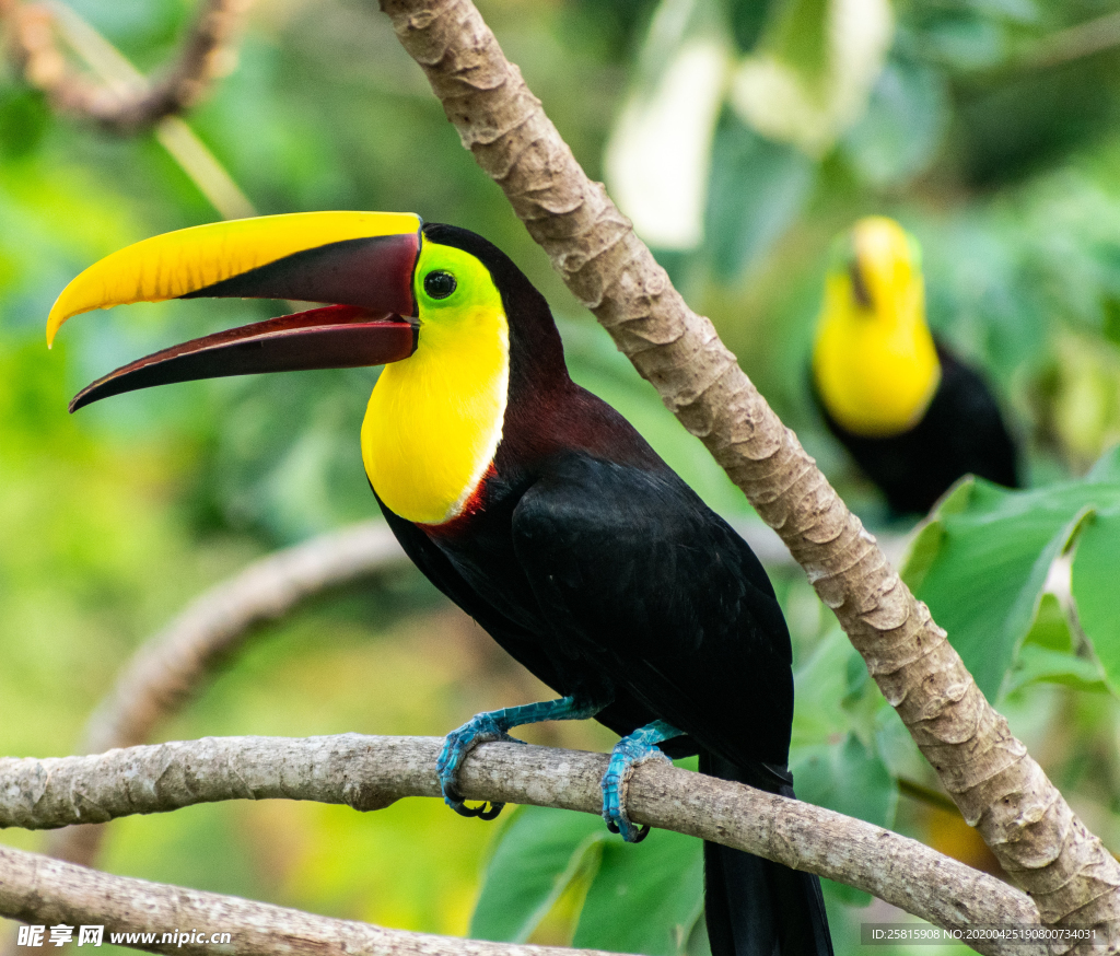 巨嘴鸟空山鸟语图片