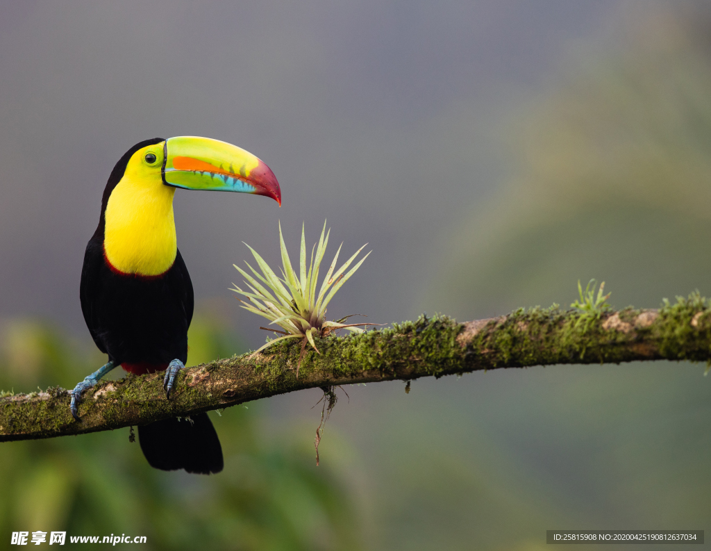 巨嘴鸟空山鸟语图片