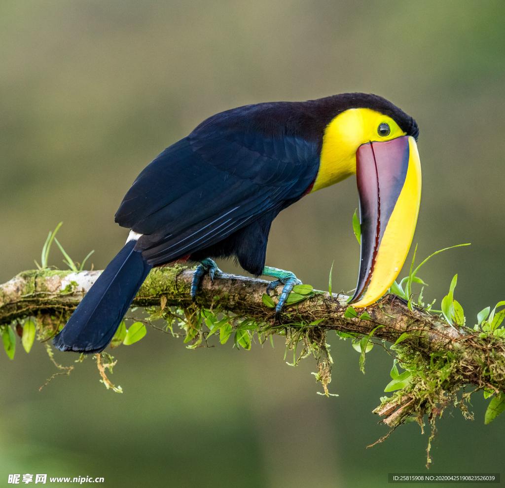 巨嘴鸟空山鸟语图片