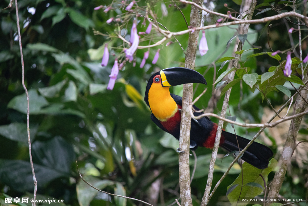 巨嘴鸟空山鸟语图片