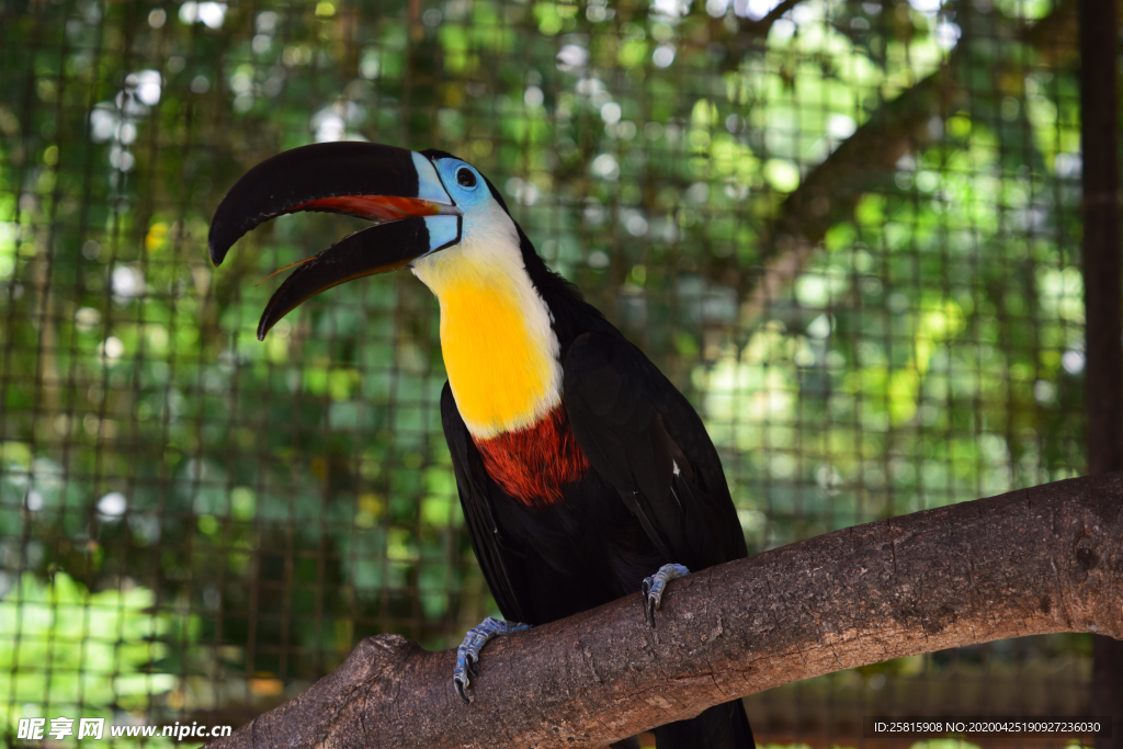 巨嘴鸟空山鸟语图片