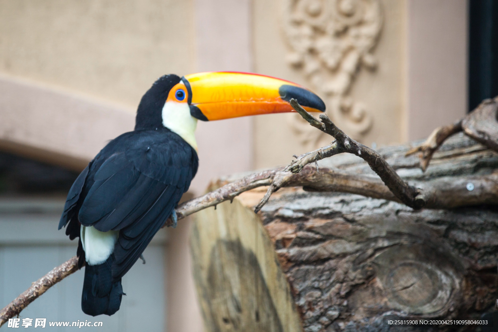 巨嘴鸟空山鸟语图片