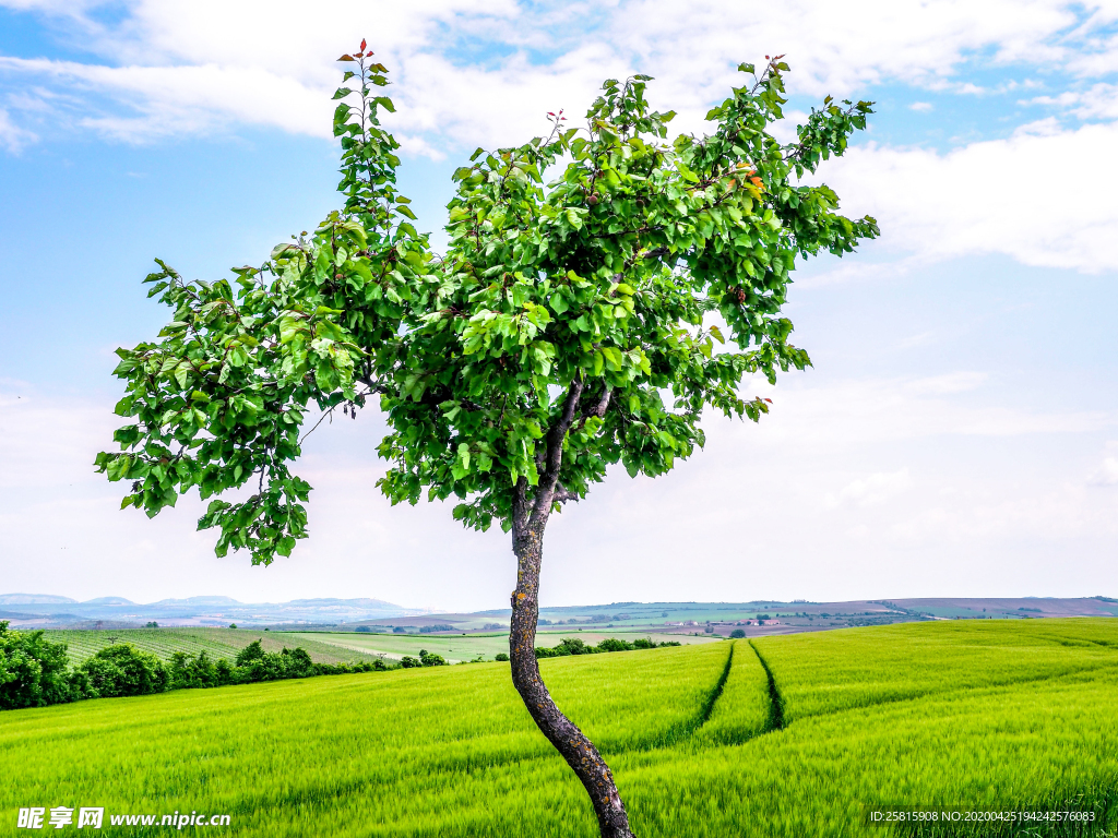 一棵树唯美意境图片