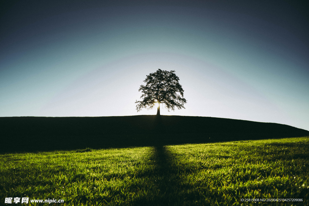 一棵树唯美意境图片