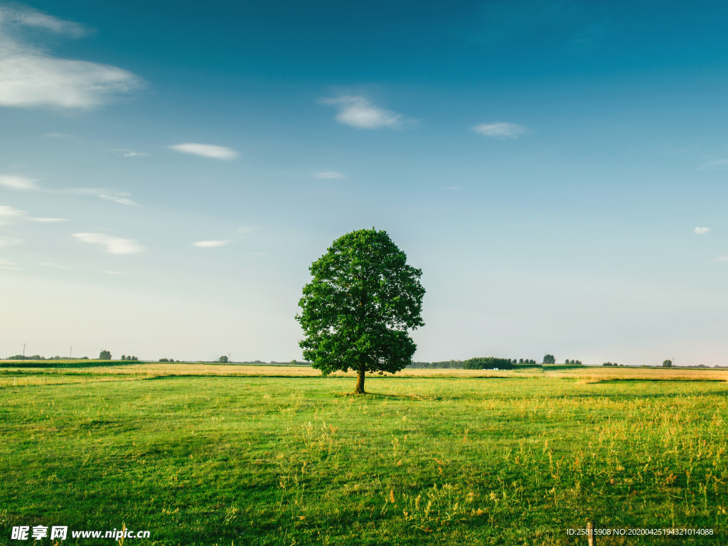 一棵树唯美意境图片
