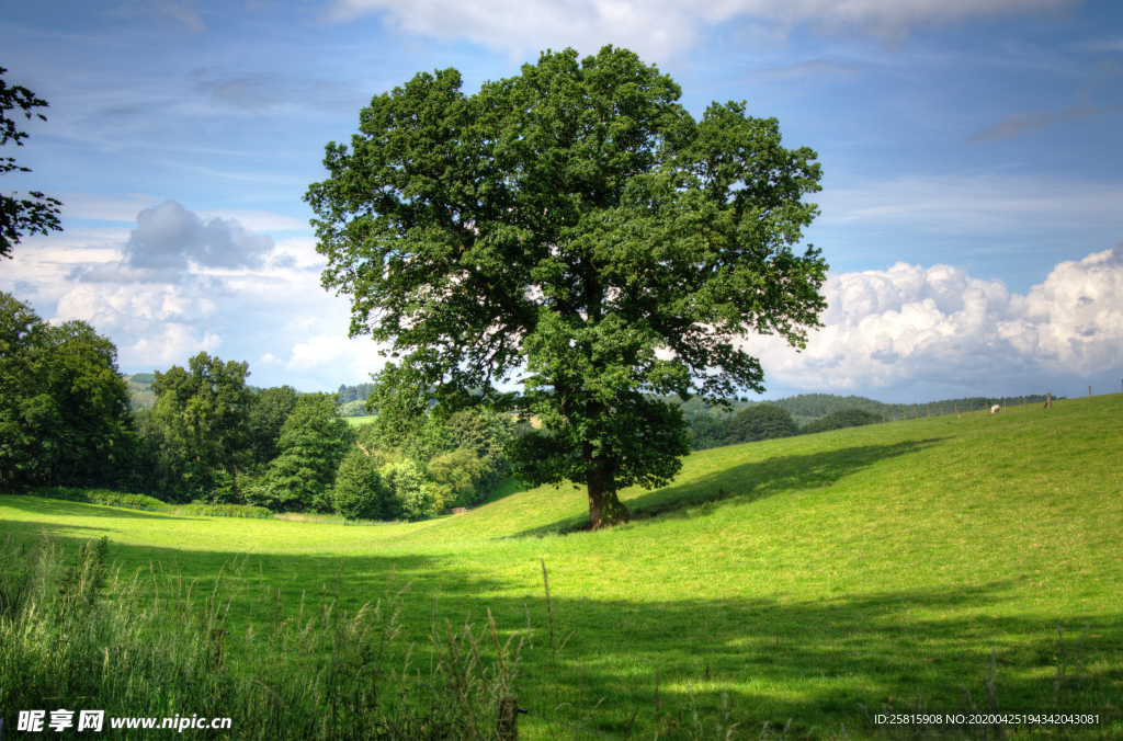 一棵树唯美意境图片