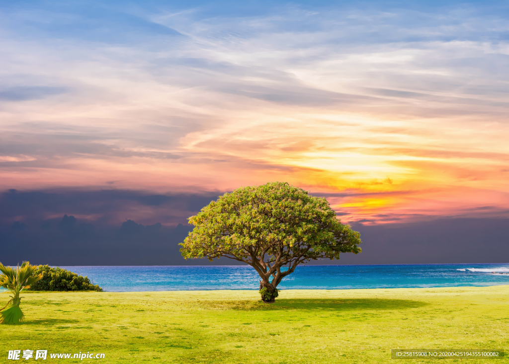 一棵树唯美意境图片