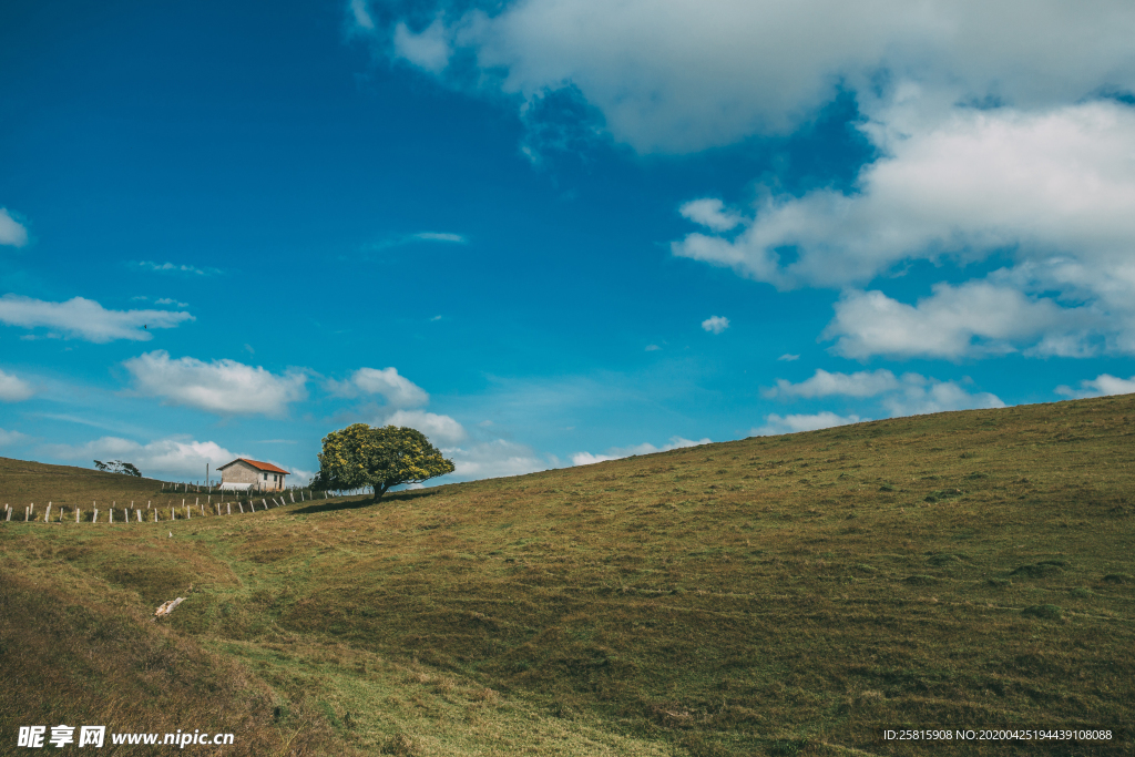 一棵树唯美意境图片