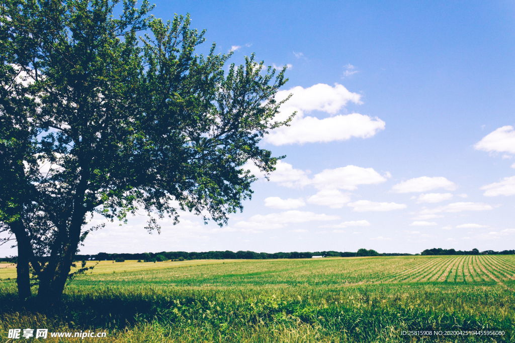 一棵树唯美意境图片