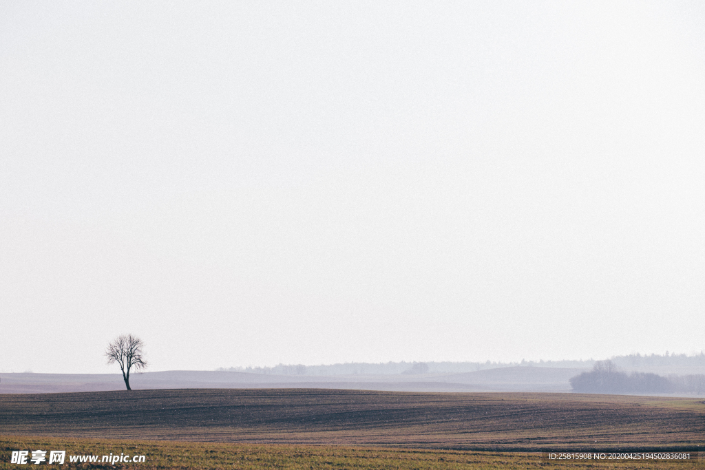 一棵树唯美意境图片