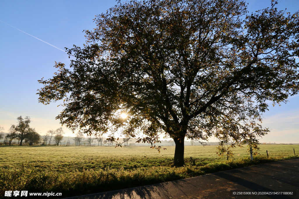 一棵树唯美意境图片