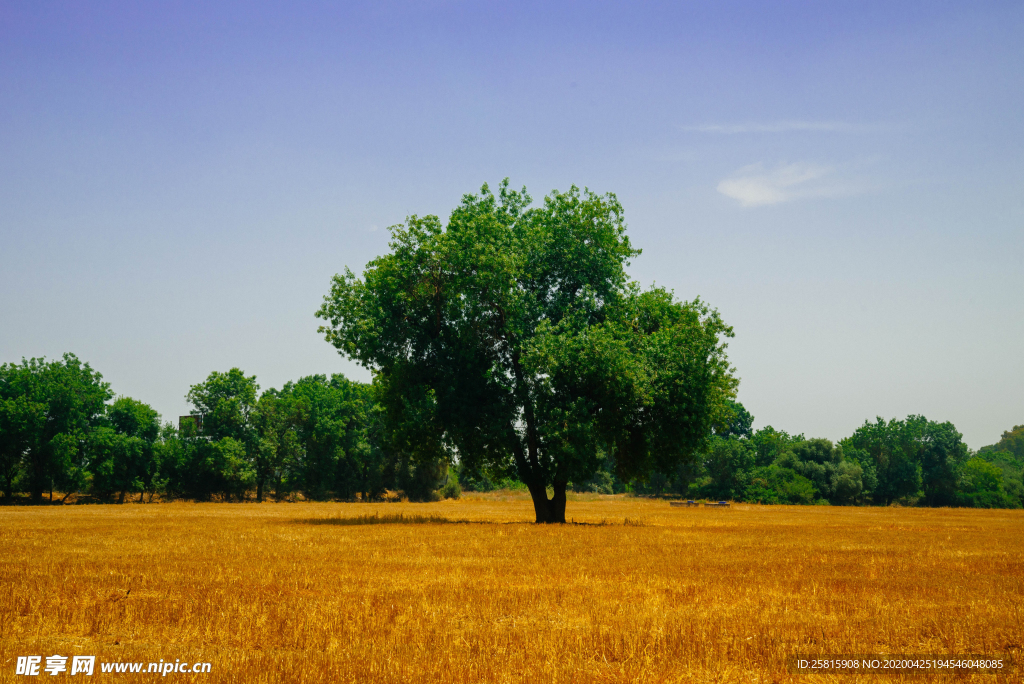 一棵树唯美意境图片