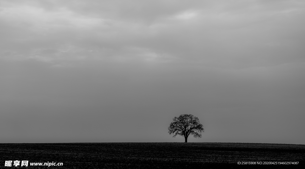 一棵树唯美意境图片