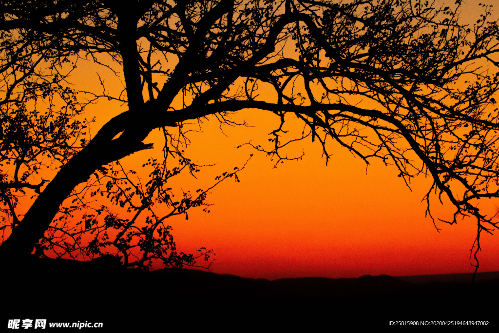 一棵树唯美意境图片