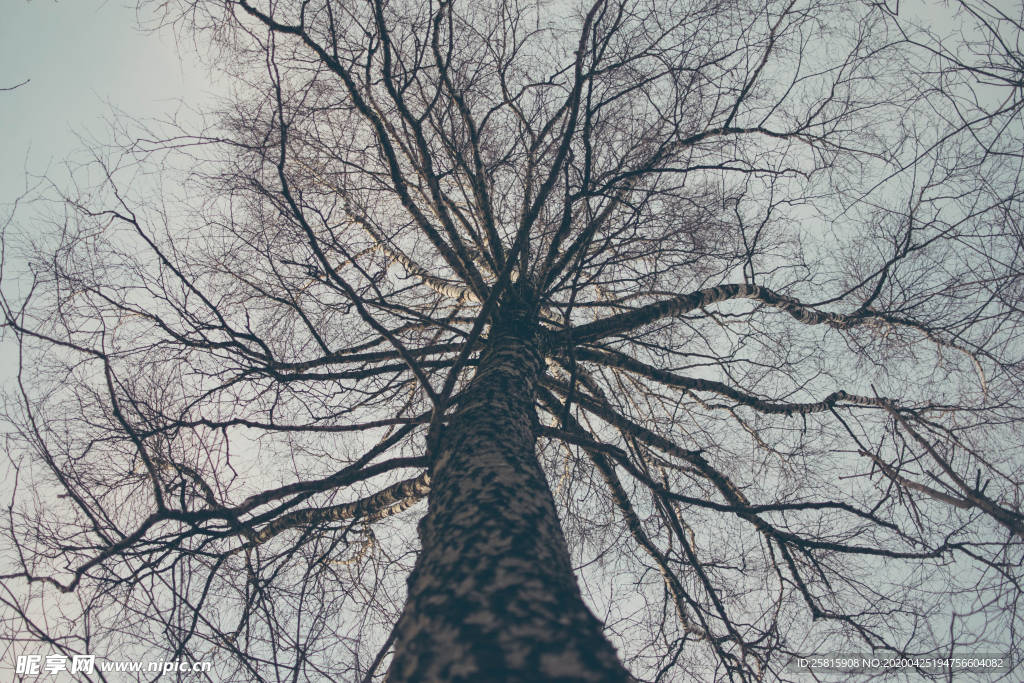 一棵树唯美意境图片