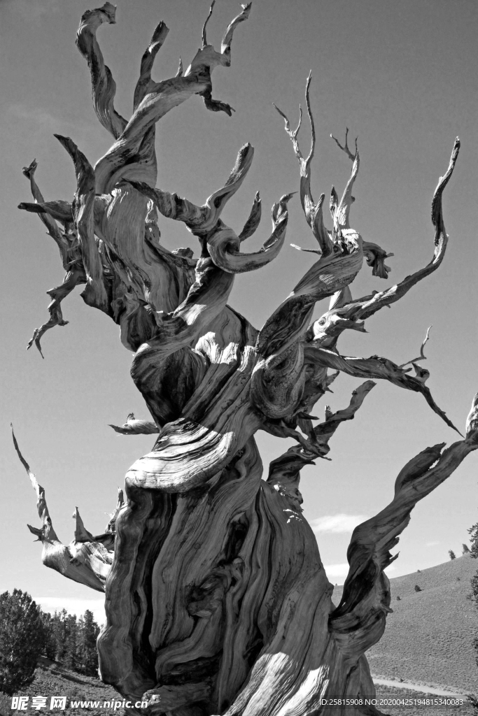 一棵树唯美意境图片