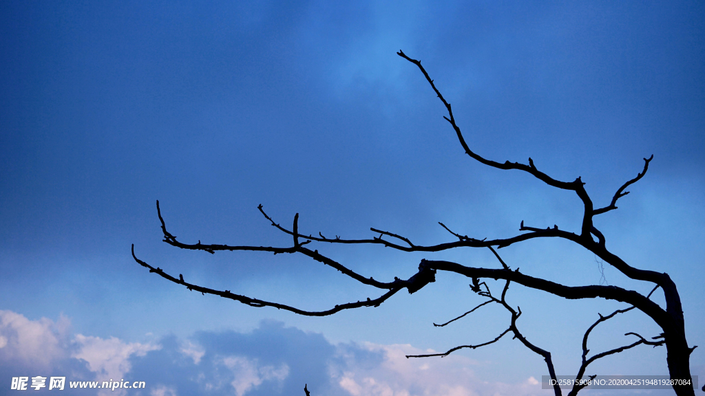 一棵树唯美意境图片