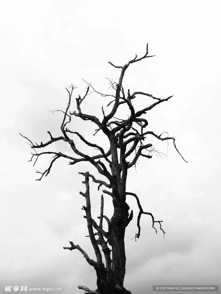 一棵树唯美意境图片