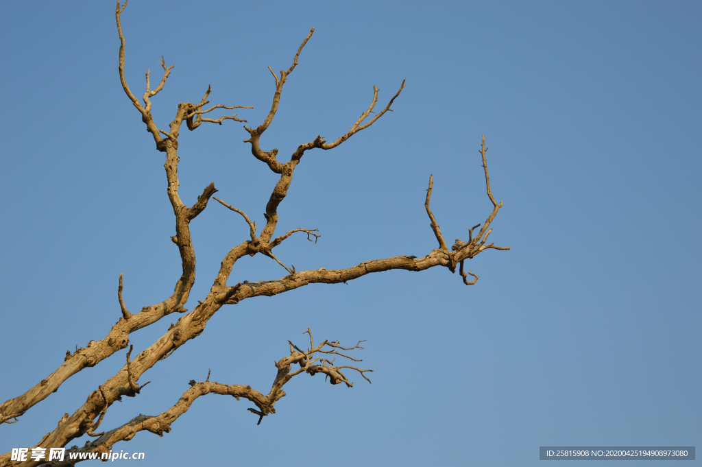 一棵树唯美意境图片