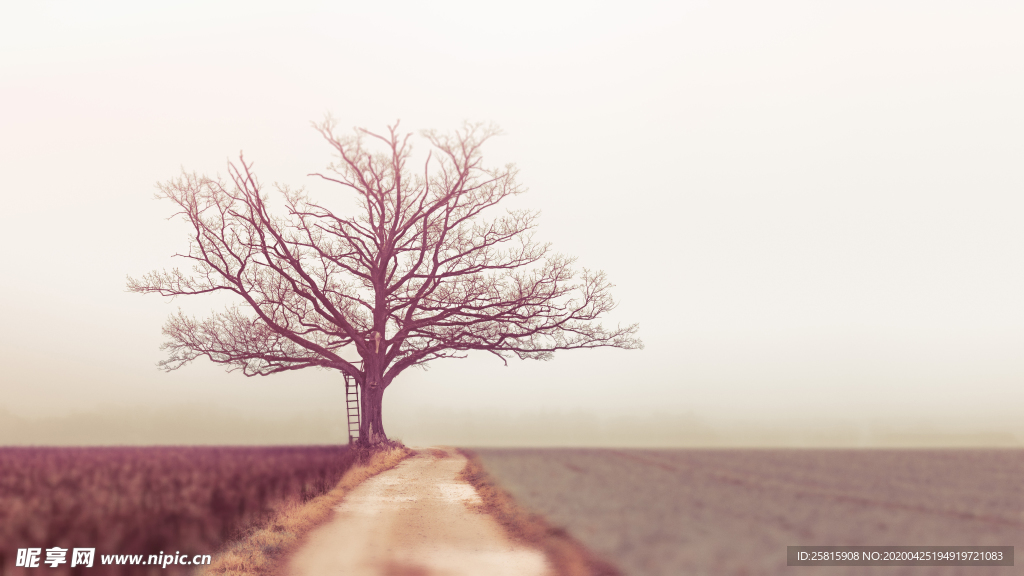 一棵树唯美意境图片